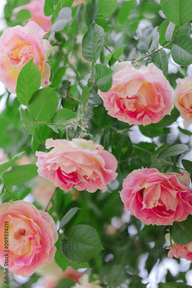 Fototapeta premium Beautiful pink roses in a summer garden.