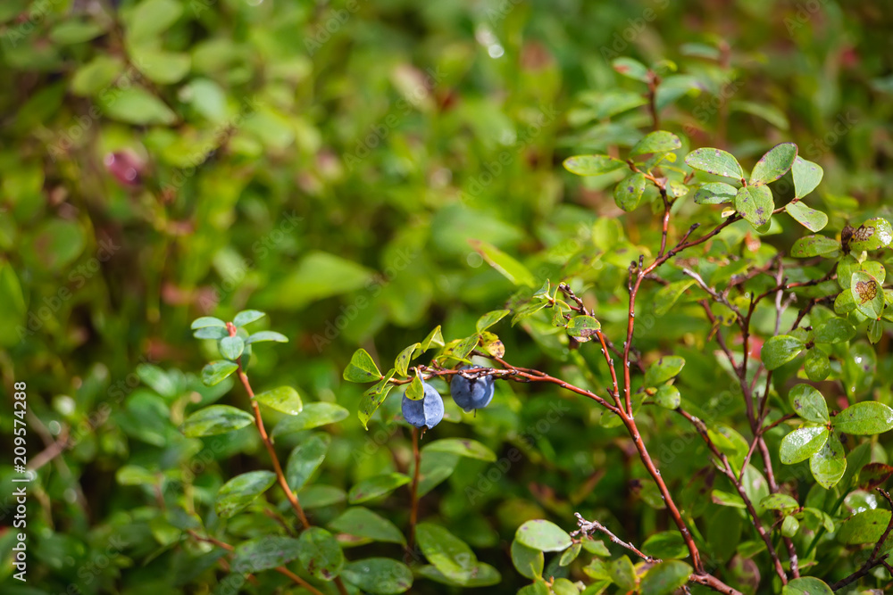 blue wild berries in pine and coniferous forest in Latvia with moss blue wild berries in pine and coniferous forest in Latvia with moss