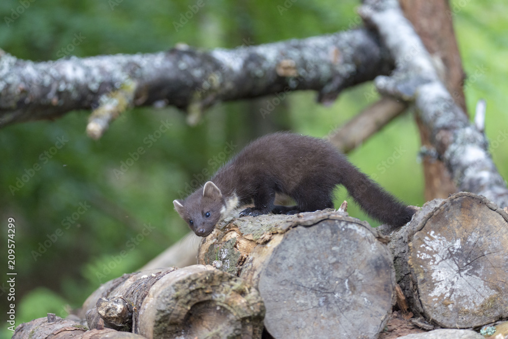 Pine Marten Kit on log pile Pine Marten Kit on log pile