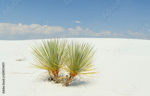 Yucca plants on brilliant white desert sand photo