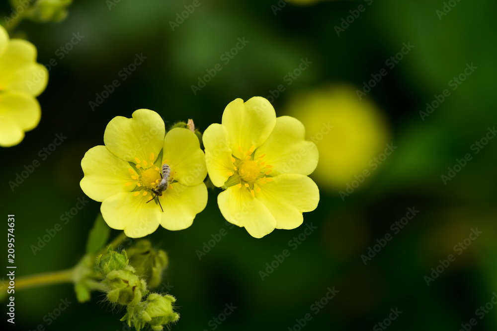 Blooming Slender Cinquefoil (Potentilla gracilis) in the summer garden. Beautiful little yellow flowers Slender Cinquefoil (Potentilla gracilis) in a field Blooming Slender Cinquefoil (Potentilla gracilis) in the summer garden. Beautiful little yellow flowers Slender Cinquefoil (Potentilla gracilis) in a field