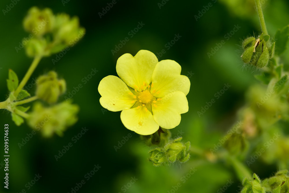 Blooming Slender Cinquefoil (Potentilla gracilis) in the summer garden. Beautiful little yellow flowers Slender Cinquefoil (Potentilla gracilis) in a field Blooming Slender Cinquefoil (Potentilla gracilis) in the summer garden. Beautiful little yellow flowers Slender Cinquefoil (Potentilla gracilis) in a field