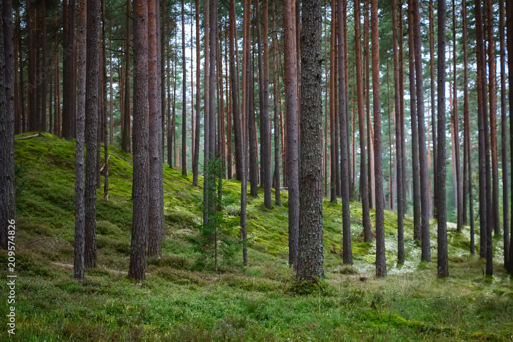 Obraz premium Pine and coniferous forest in Latvia with moss