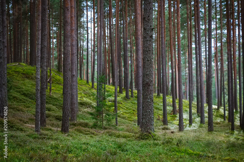 Fototapeta Naklejka Na Ścianę i Meble -  Pine and coniferous forest in Latvia with moss