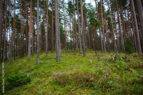 Pine and coniferous forest in Latvia with moss