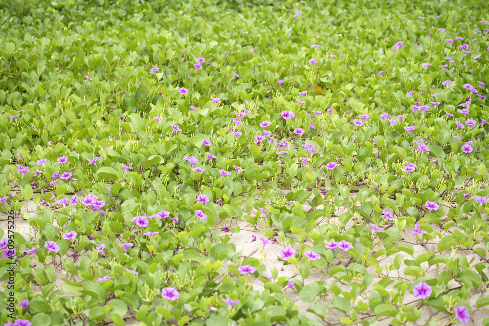 beach morning-glory, depending on beach is inhibited poisonous jellyfish Insect bites , Songkhla Province, Thailand beach morning-glory, depending on beach is inhibited poisonous jellyfish Insect bites , Songkhla Province, Thailand