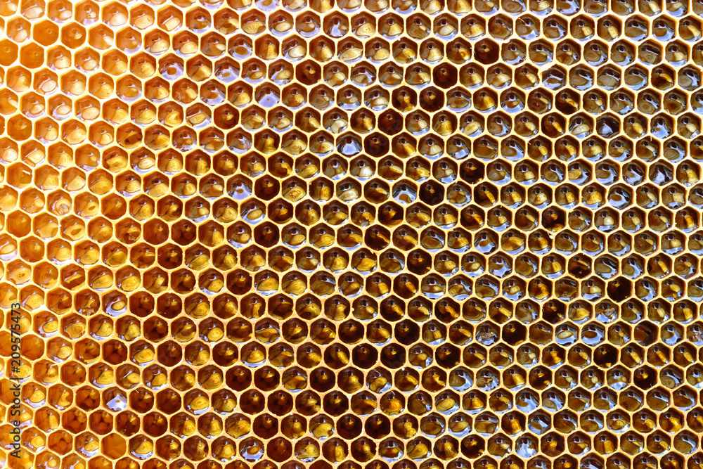 Background texture and pattern of a section of wax honeycomb from a bee hive filled with golden honey in a full frame view. Background texture and pattern of a section of wax honeycomb from a bee hive filled with golden honey in a full frame view.