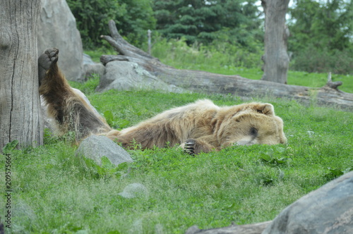 Grizzly bear sleeping in the grass