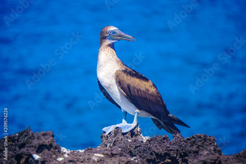 Blue footed booby, San Cristobal, Galapagos