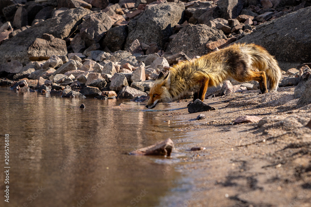 Fototapeta premium Fox drinking