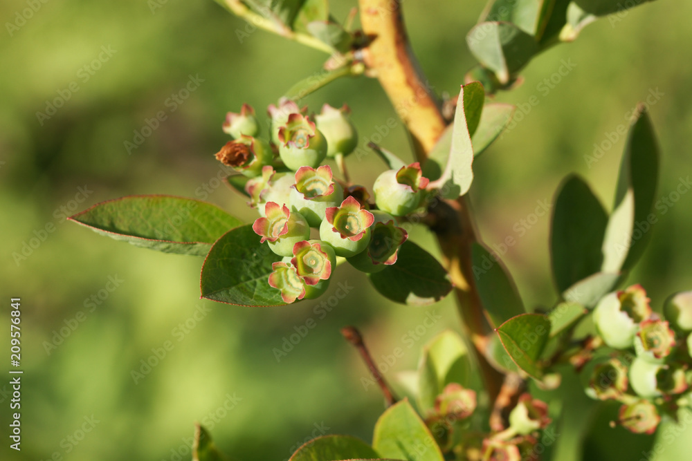 Fototapeta premium Berries of blueberry ripen in summer