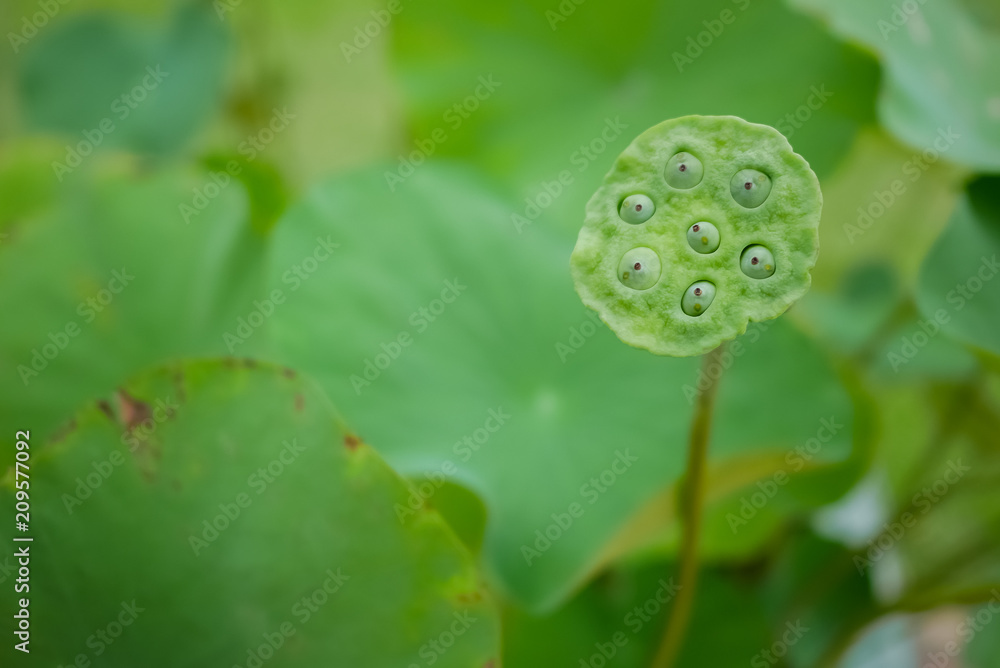 Lotus flower bloom with green leaf background. Lotus flower bloom with green leaf background.