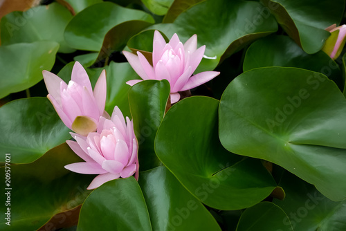 Lotus flower bloom with green leaf background .