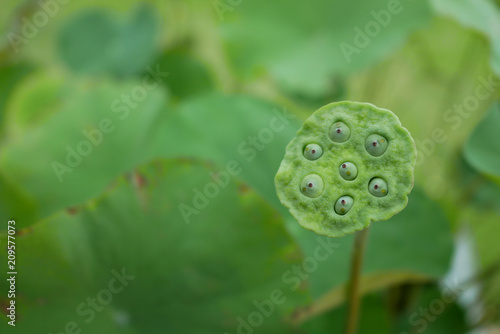 Lotus flower with green leaf background.