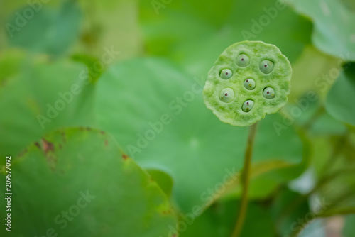 Lotus flower bloom with green leaf background.