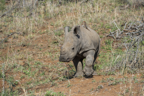 Baby rhino 