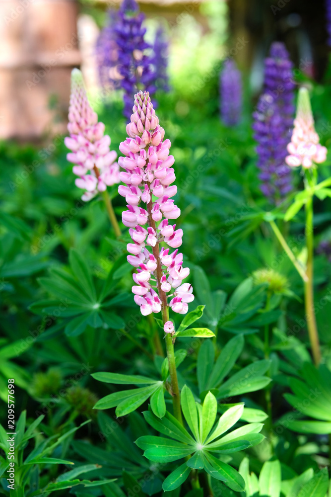 Purple and pink lupin bunch. Lupin on blurred summer flower background Purple and pink lupin bunch. Lupin on blurred summer flower background