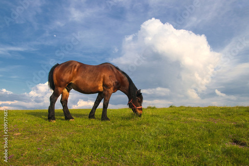 Sorrel horse grazing on the meadow © Geza Farkas