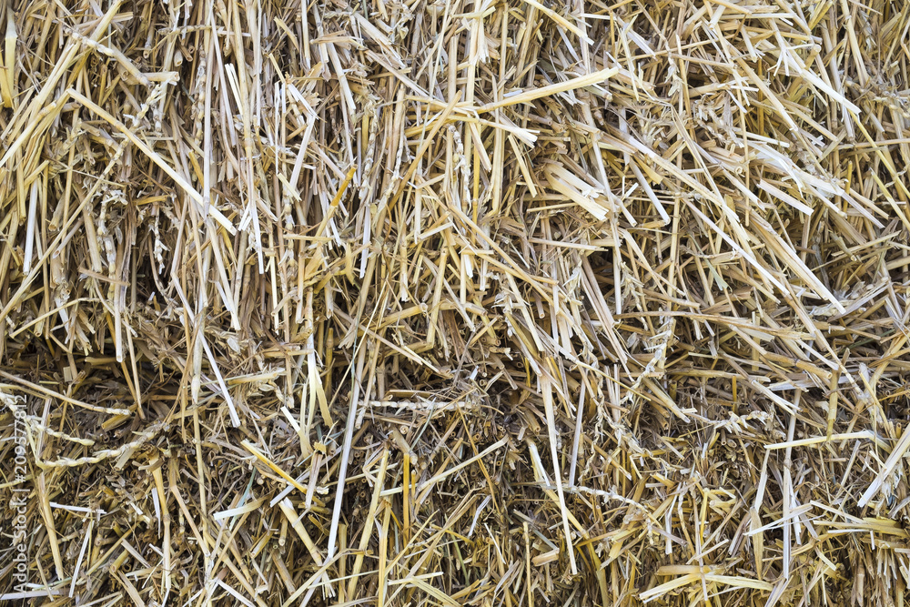 Texture hay close up in color. Feed and litter for cows, horses, goats and sheep. Аgricultural background. Texture hay close up in color. Feed and litter for cows, horses, goats and sheep. Аgricultural background.