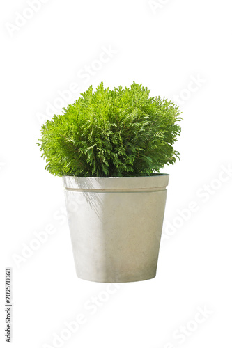 Outdoor pot with cypress in landscape design, isolated on white background.Сontainer gardening