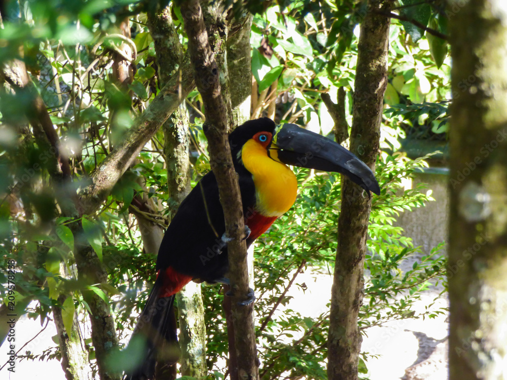 Rescued Toucan with a prosthetic beak at the Ecological trail at Rio Vermelho State Park - Florianopolis, Brazil Rescued Toucan with a prosthetic beak at the Ecological trail at Rio Vermelho State Park - Florianopolis, Brazil