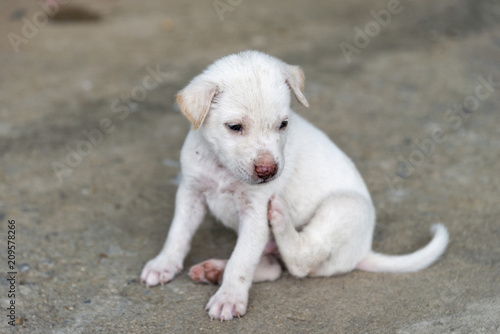 street young dog / puppy live alone abandoned so sad feel