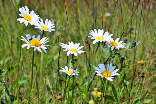 Chamomile flowers in the summer on a sunny day on the grass