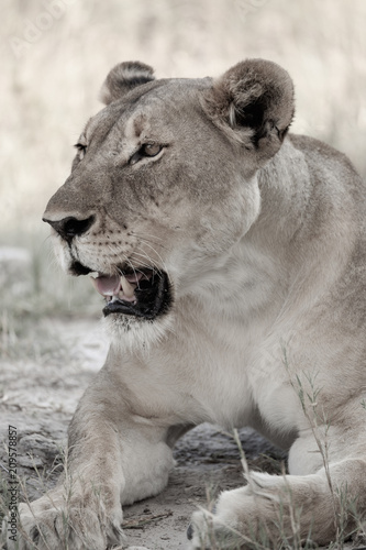 Etosha Pride Lioness 