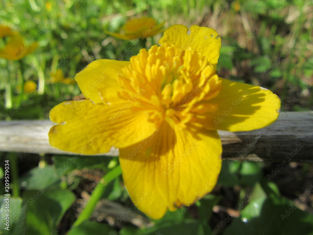 Caltha palustris yellow on the swamp Caltha palustris yellow on the swamp
