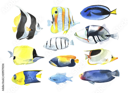 A set of tropical fish, in a watercolor style.