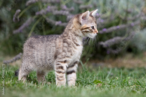 Small gray striped european shorthair cat plays in the garden and climbs trees   © helfei