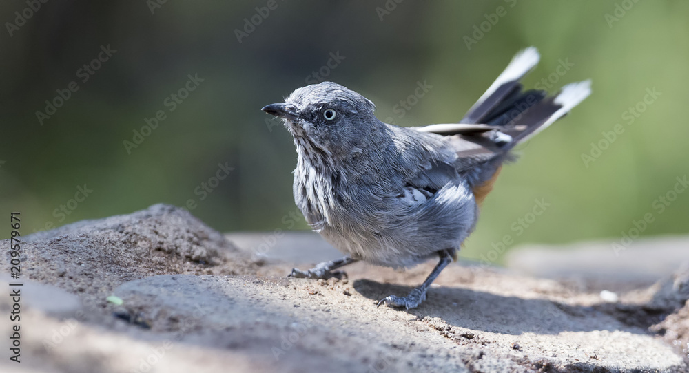 Obraz premium Chestnut Vented Tit-Babbler drinks water from a waterhole in Kalahari desert