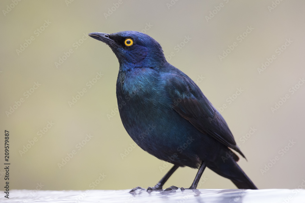 Cape Glossy Starling sitting in a shallow water pool to drink water on hot day Cape Glossy Starling sitting in a shallow water pool to drink water on hot day