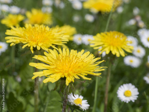 bunch of close up Dandelion and Daisy (Bellis perennis) in green grass, selective focus, spring floral background