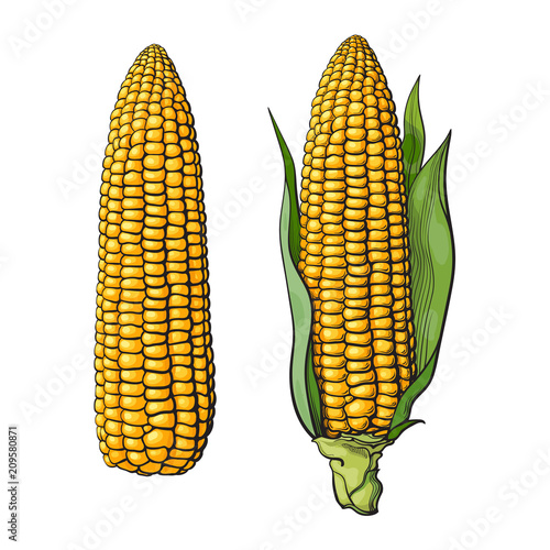 Set of ripe corn cobs
