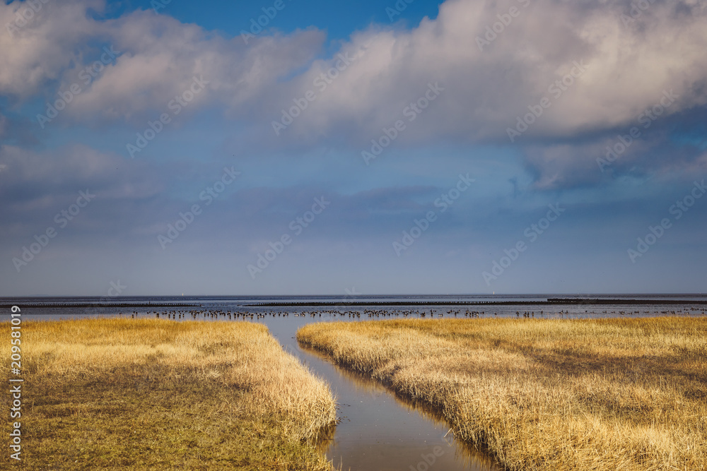 New land is created in the mud flats of a salt marsh in the Wadden Sea on the Groningen coast