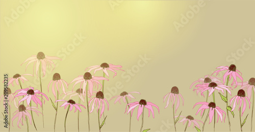 
Echinacea.The flower is like a daisy. Medicinal plants. Garden flowers in summer.
