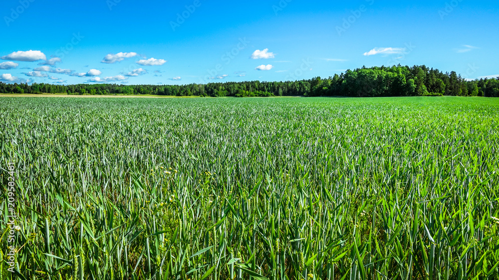 A green beautiful wheat field. Forest and blue sky with white fluffy clouds in background. Sweden, Scandinavia. A green beautiful wheat field. Forest and blue sky with white fluffy clouds in background. Sweden, Scandinavia.