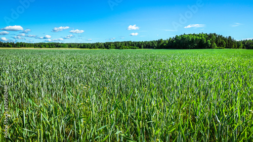 A green beautiful wheat fie...