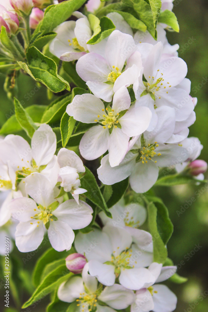 Flowering apple tree branch Flowering apple tree branch