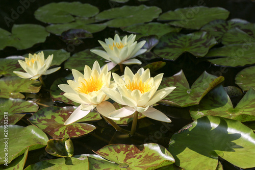 group of yellow water lilies in a pond