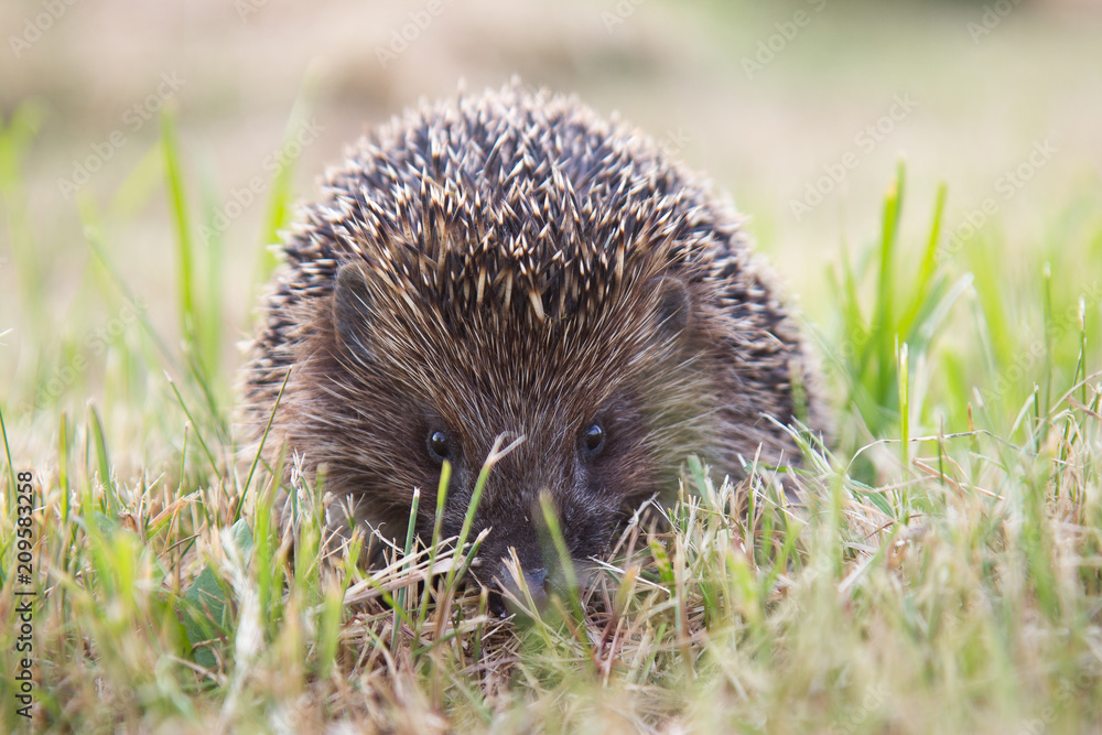 small wild hedgehog walking through green grass small wild hedgehog walking through green grass