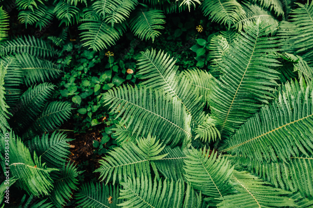 Botanischer-Garten-Uni-Greifswald-Juni-2018