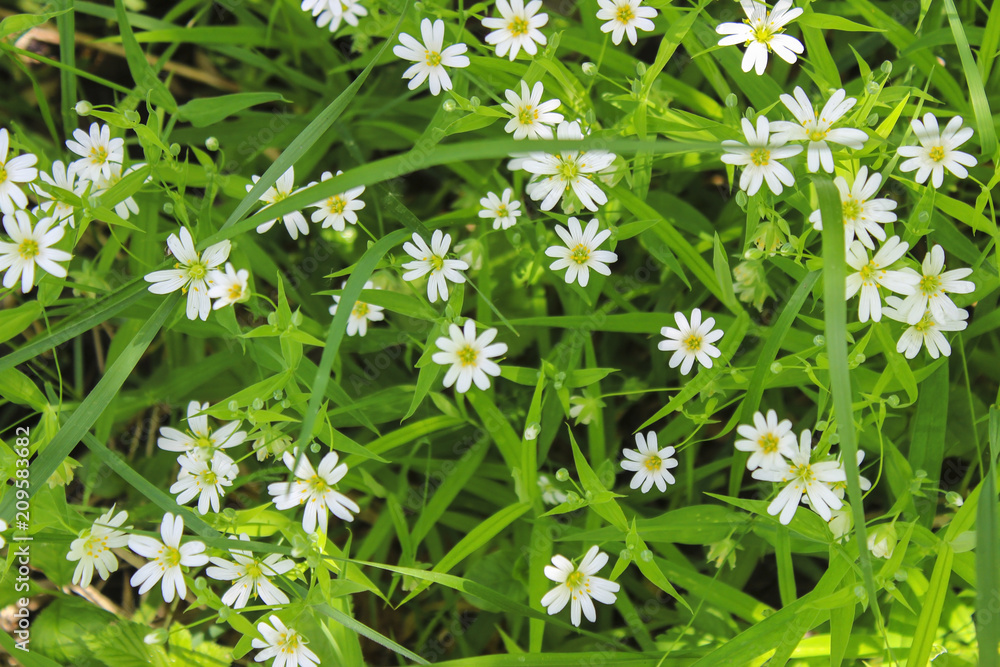 White buttercups White buttercups