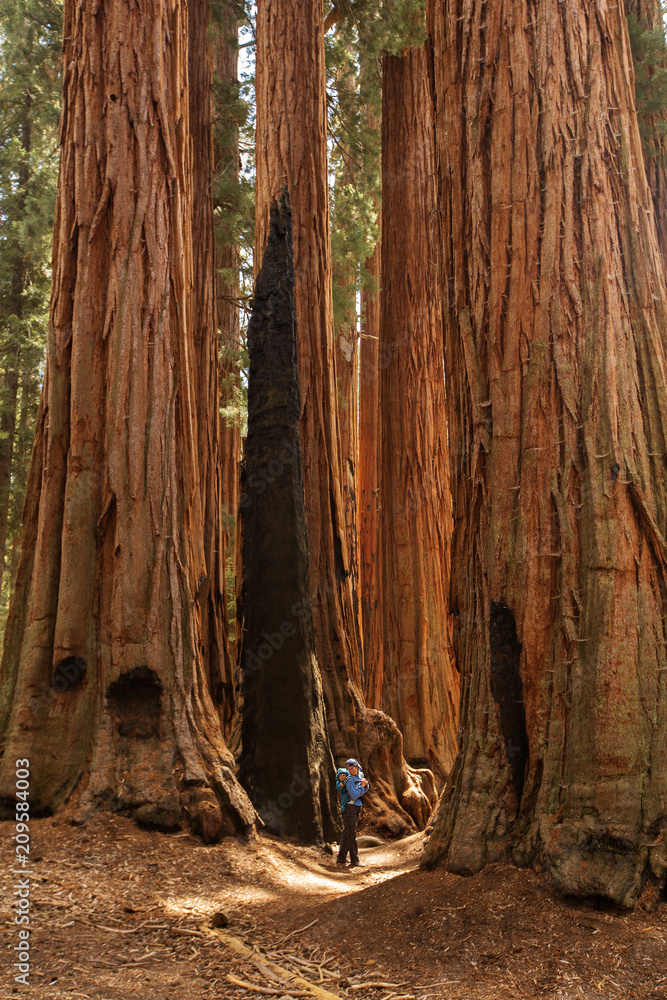 Mother with infant visit Sequoia national park in California, USA Mother with infant visit Sequoia national park in California, USA