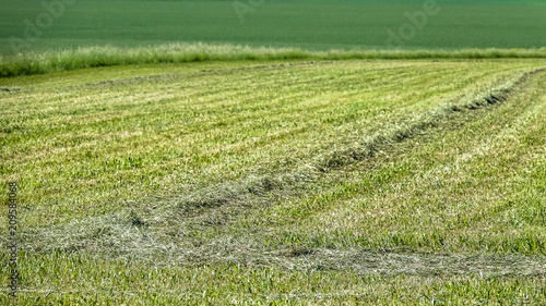 Mown / cut farmers field, g...