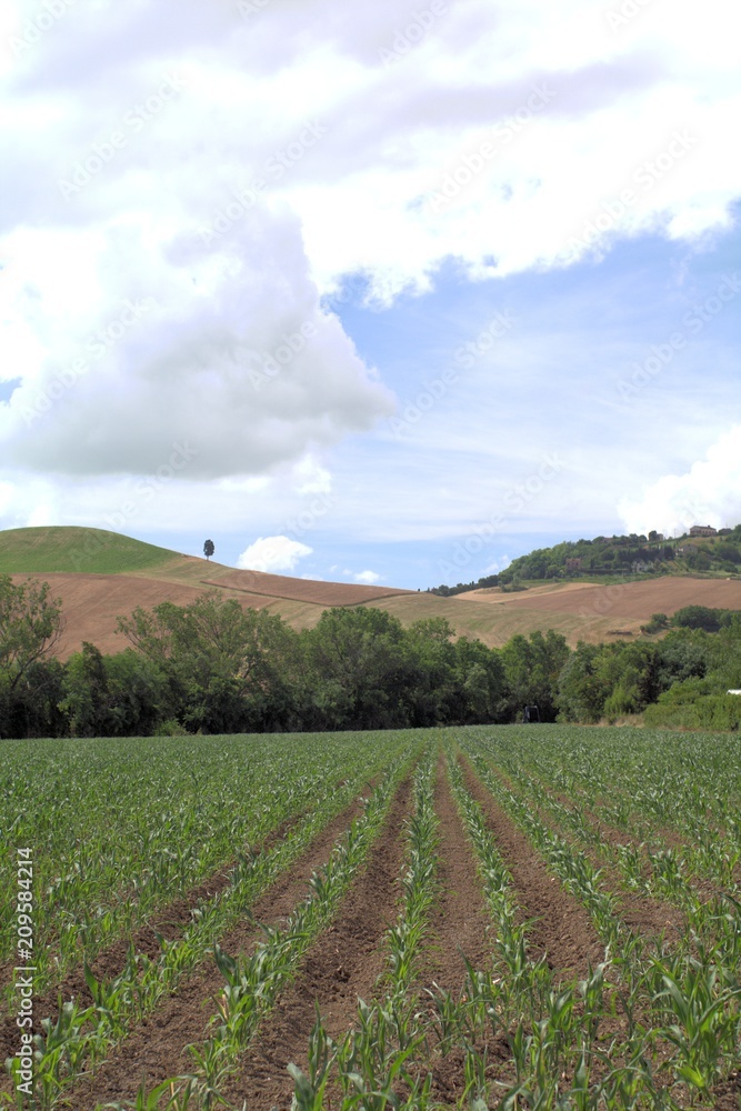 Obraz premium center of Italy,field,landscape,hill,panorama,green,crops,agriculture,countyside,cloud,sky,white,panorama,view