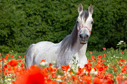 Fototapeta Naklejka Na Ścianę i Meble -  Portrait of nice arabian horse in red poppy field