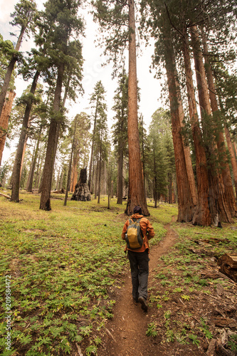 Man in Sequoia national park in California, USA © Maygutyak