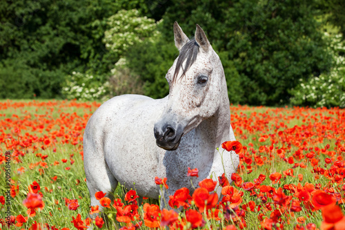 Fototapeta Naklejka Na Ścianę i Meble -  Portrait of nice arabian horse in red poppy field